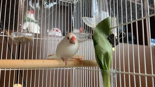 北斗神拳まろくん