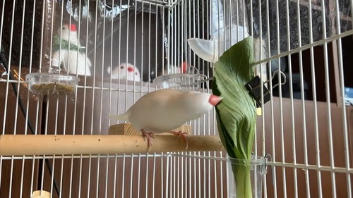 北斗神拳まろくん