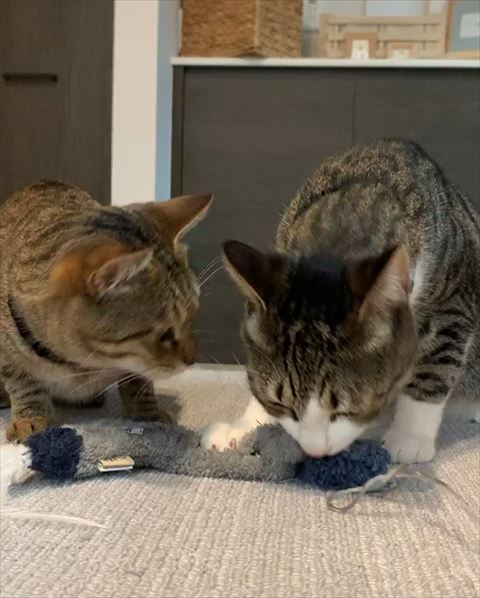 同じくらいの目線でおもちゃを見る2匹