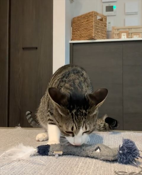 白いワンコお散歩