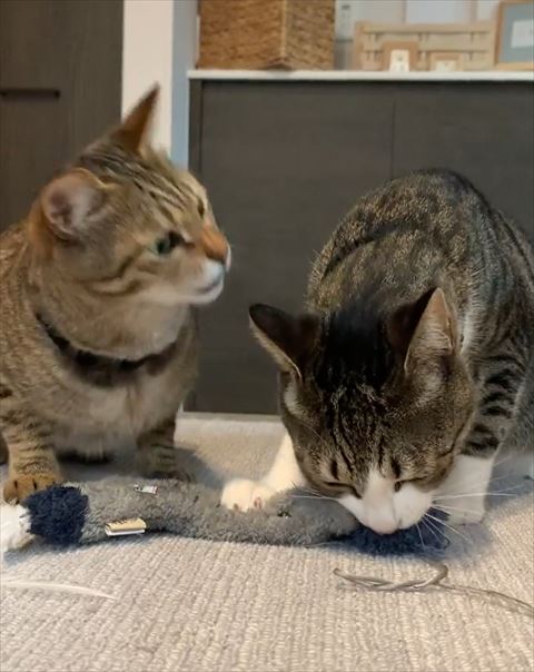 怖い顔で猫を見下ろす猫