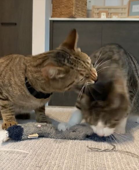 猫の首をかむ猫