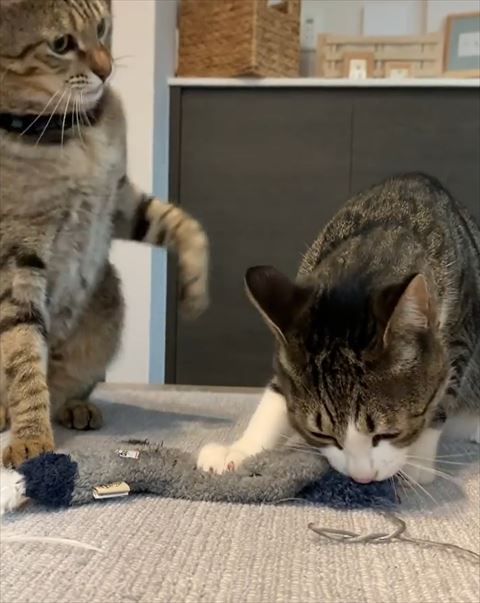 前足あげて体匹猫