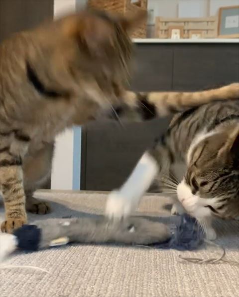 猫ちゃんの背中に前足のせてる猫