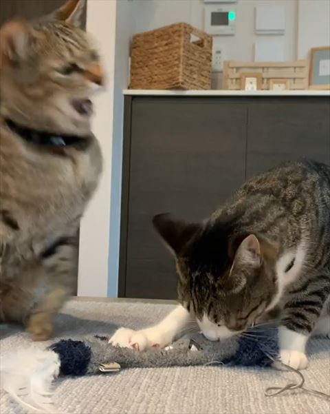 口をあけて怖い顔の猫ちゃん