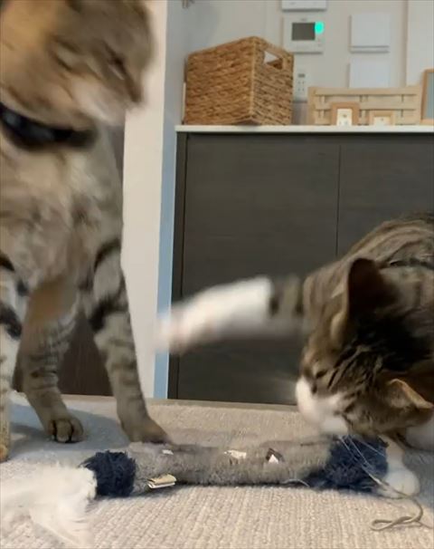 前足で猫ちゃんを先制する猫ちゃん