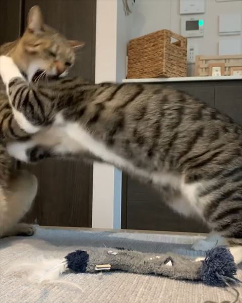 タックルする猫