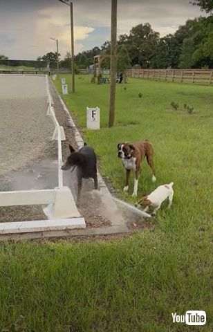 引いているボクサー