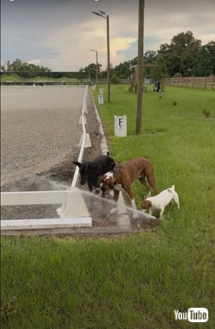 スプリンクラーチャレンジ