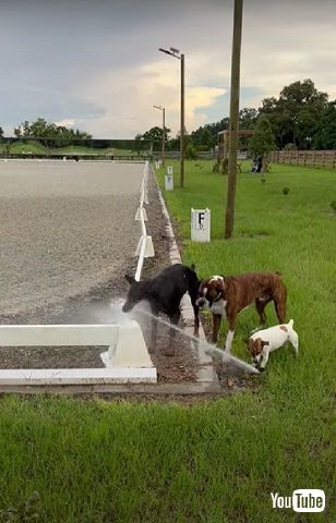 スプリンクラーチャレンジ