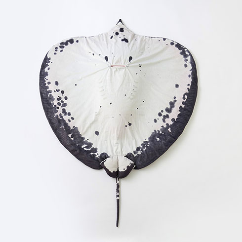 エイのブランケット・内側