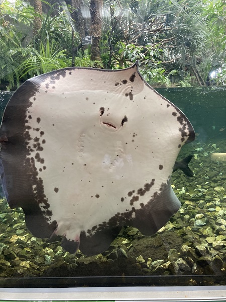 エイのブランケット・