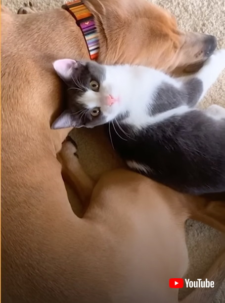 子猫と犬