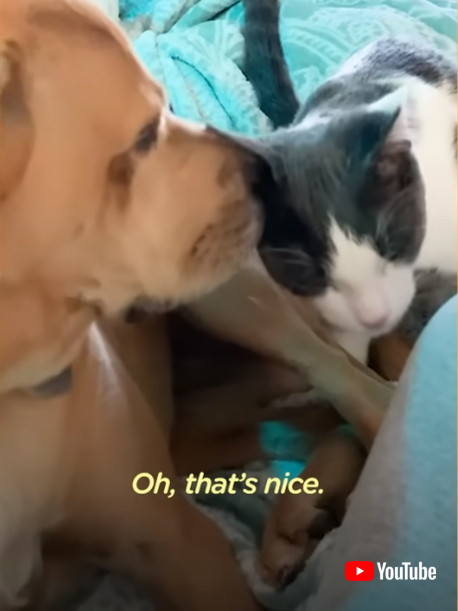 犬にくっつく子猫