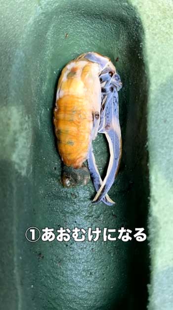 クワガタ 羽化の瞬間 アゴ 折れ曲がる