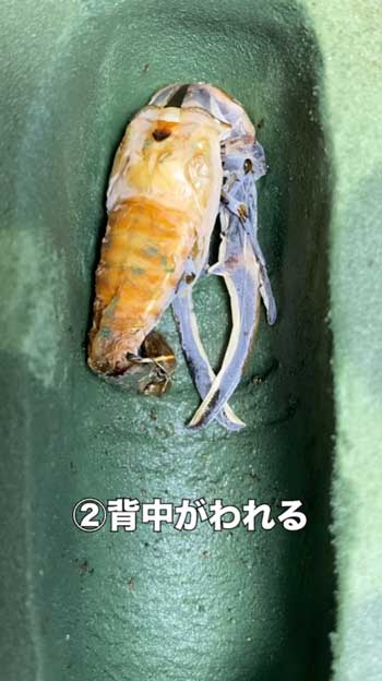 クワガタ 羽化の瞬間 アゴ 折れ曲がる