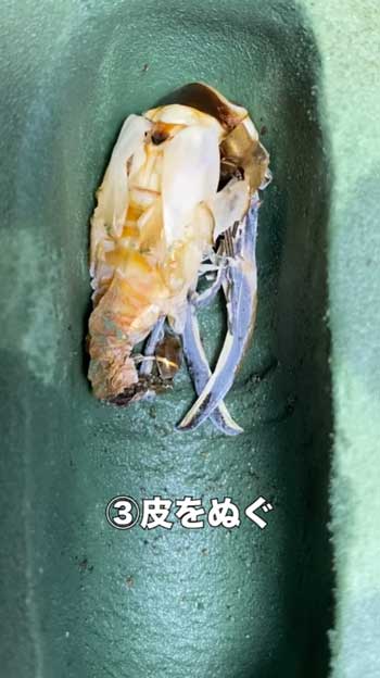 クワガタ 羽化の瞬間 アゴ 折れ曲がる