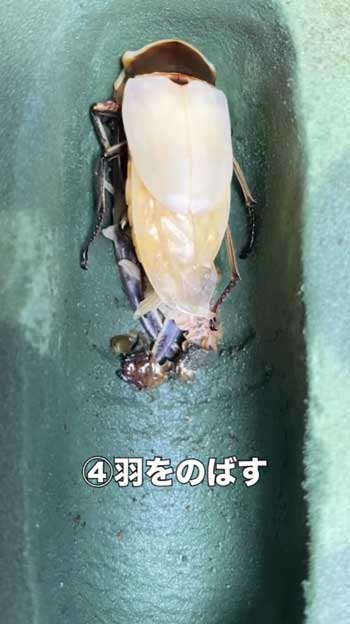 クワガタ 羽化の瞬間 アゴ 折れ曲がる