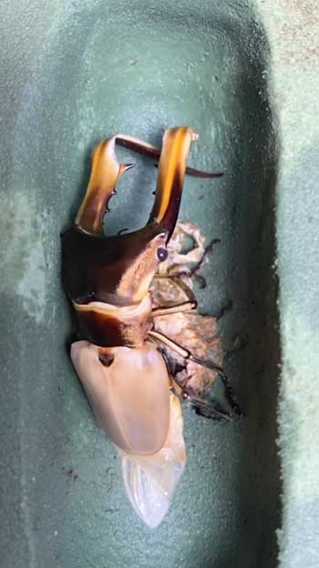 クワガタ 羽化の瞬間 アゴ 折れ曲がる