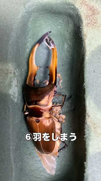 クワガタ 羽化の瞬間 アゴ 折れ曲がる