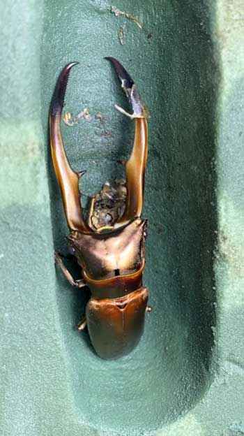 クワガタ 羽化の瞬間 アゴ 折れ曲がる