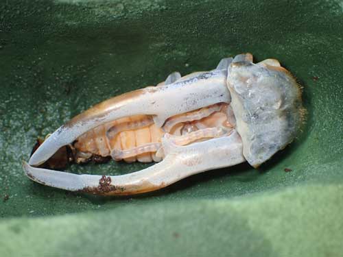 クワガタ 羽化の瞬間 アゴ 折れ曲がる