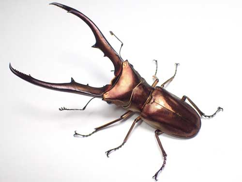 クワガタ 羽化の瞬間 アゴ 折れ曲がる