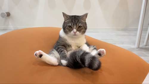 猫 Yogibo ヨギボー ビーズソファ 昼寝 くつろぐ もち様