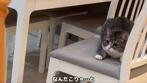 猫 Yogibo ヨギボー ビーズソファ 昼寝 くつろぐ もち様