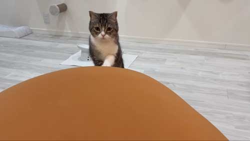 猫 Yogibo ヨギボー ビーズソファ 昼寝 くつろぐ もち様