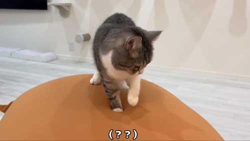 ビーズソファに一瞬戸惑う猫
