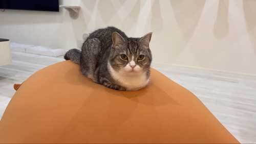 香箱座りする猫