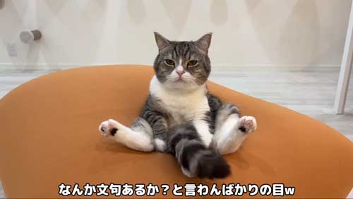 ドヤ顔の猫の表情
