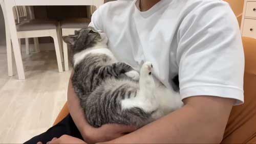 飼い主と猫が一緒に座る姿
