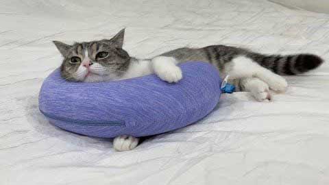 抱きまくらを抱く猫