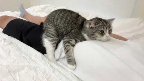 ハグするような猫