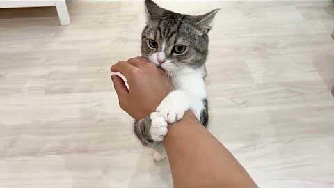 朝帰りに怒る猫