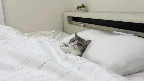 布団で寝る猫