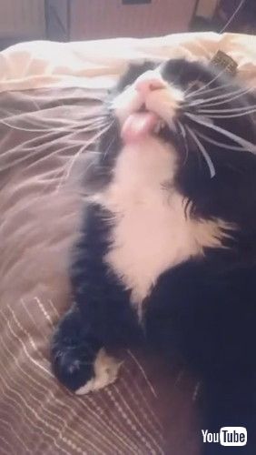 「Cat Makes Funny Noises While Being Stroked || ViralHog」