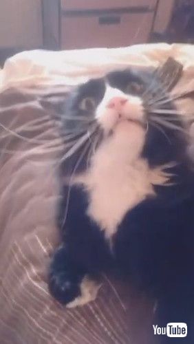 「Cat Makes Funny Noises While Being Stroked || ViralHog」