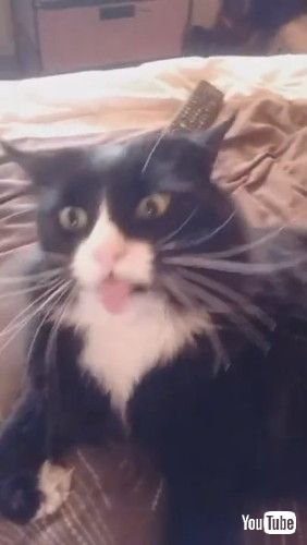 「Cat Makes Funny Noises While Being Stroked || ViralHog」