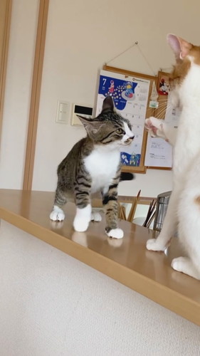 威嚇するわさびくん