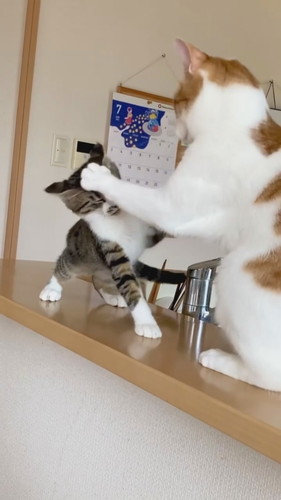 立ち向かう子猫に前足を置く兄猫