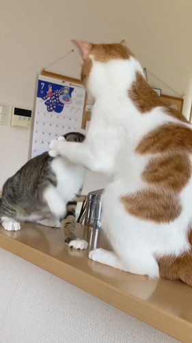 ポンポンする兄猫