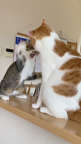 向かっていく子猫