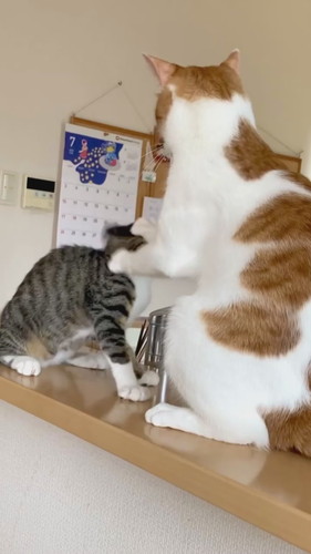 ポンと前足を置く兄猫