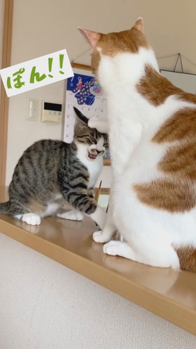 最後にポンと置く兄猫