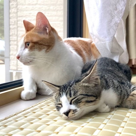 キジ白子猫と茶白猫