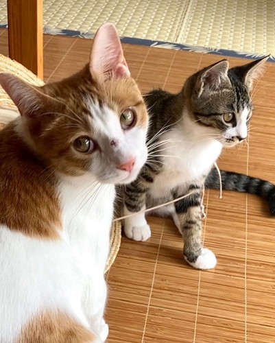 子猫と振り向く茶白猫