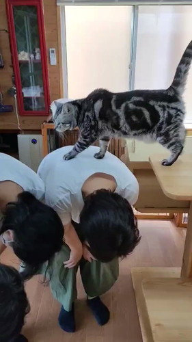 猫カフェ
